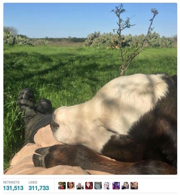 30 Cute And Wholesome Memes To Make You Feel Good