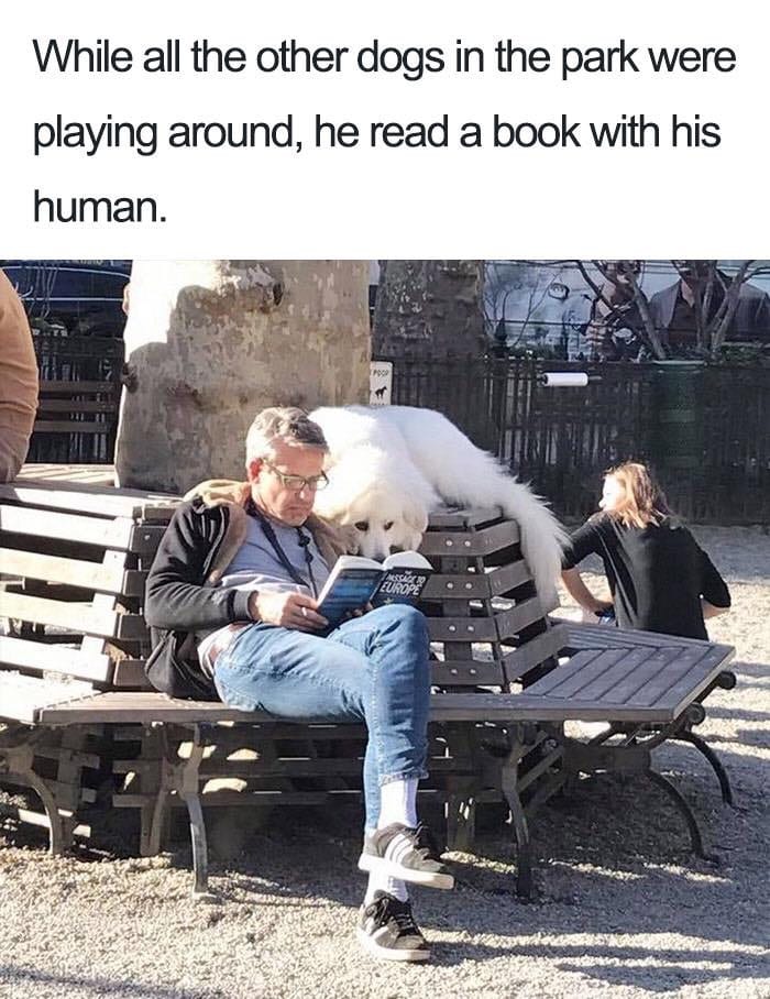 30 Extremely Cute Dog Memes To Start Your Day With