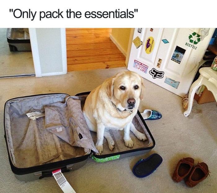 30 Extremely Cute Dog Memes To Start Your Day With