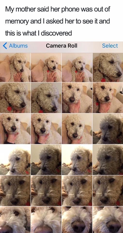 30 Extremely Cute Dog Memes To Start Your Day With