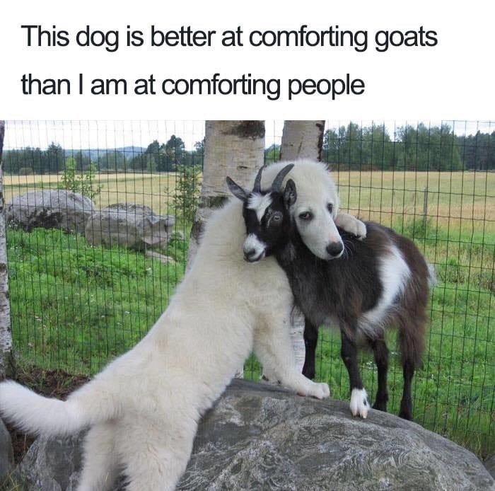 30 Extremely Cute Dog Memes To Start Your Day With