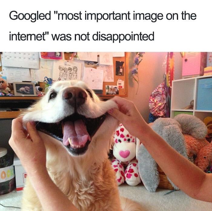 30 Extremely Cute Dog Memes To Start Your Day With