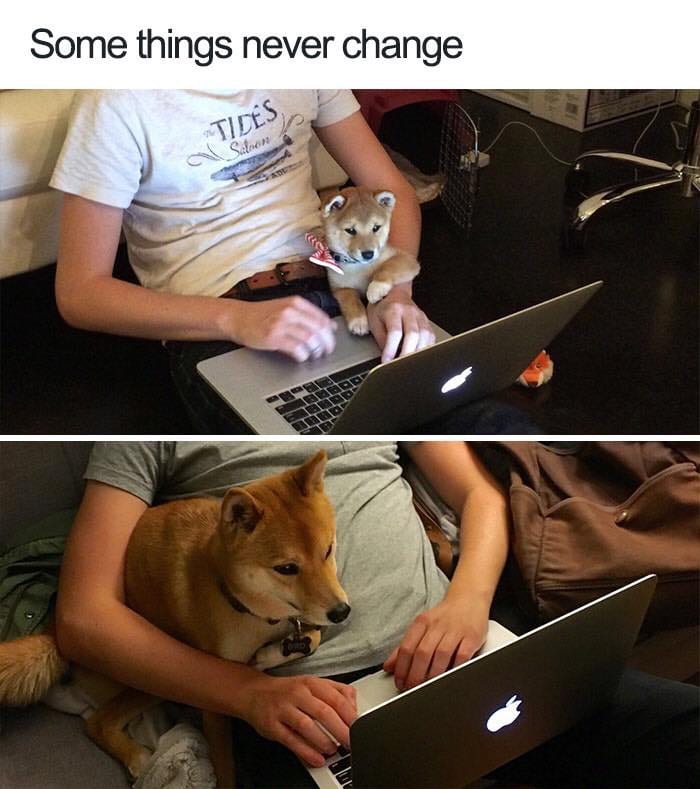 30 Extremely Cute Dog Memes To Start Your Day With