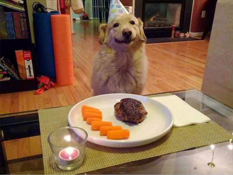 34 Priceless Pictures Of Cute Smiling Dogs