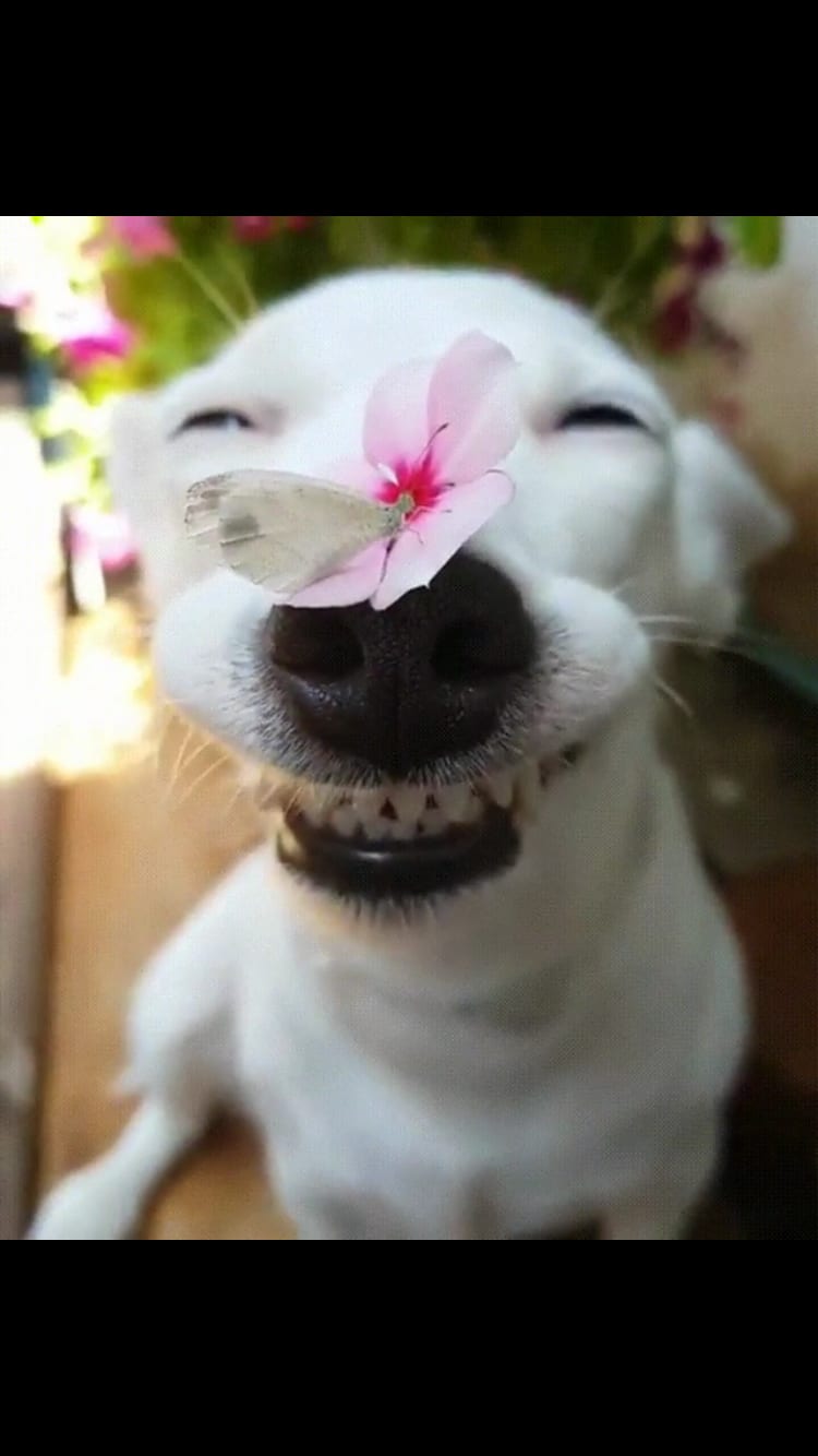 34 Priceless Pictures Of Cute Smiling Dogs