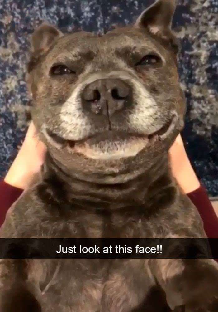 34 Priceless Pictures Of Cute Smiling Dogs