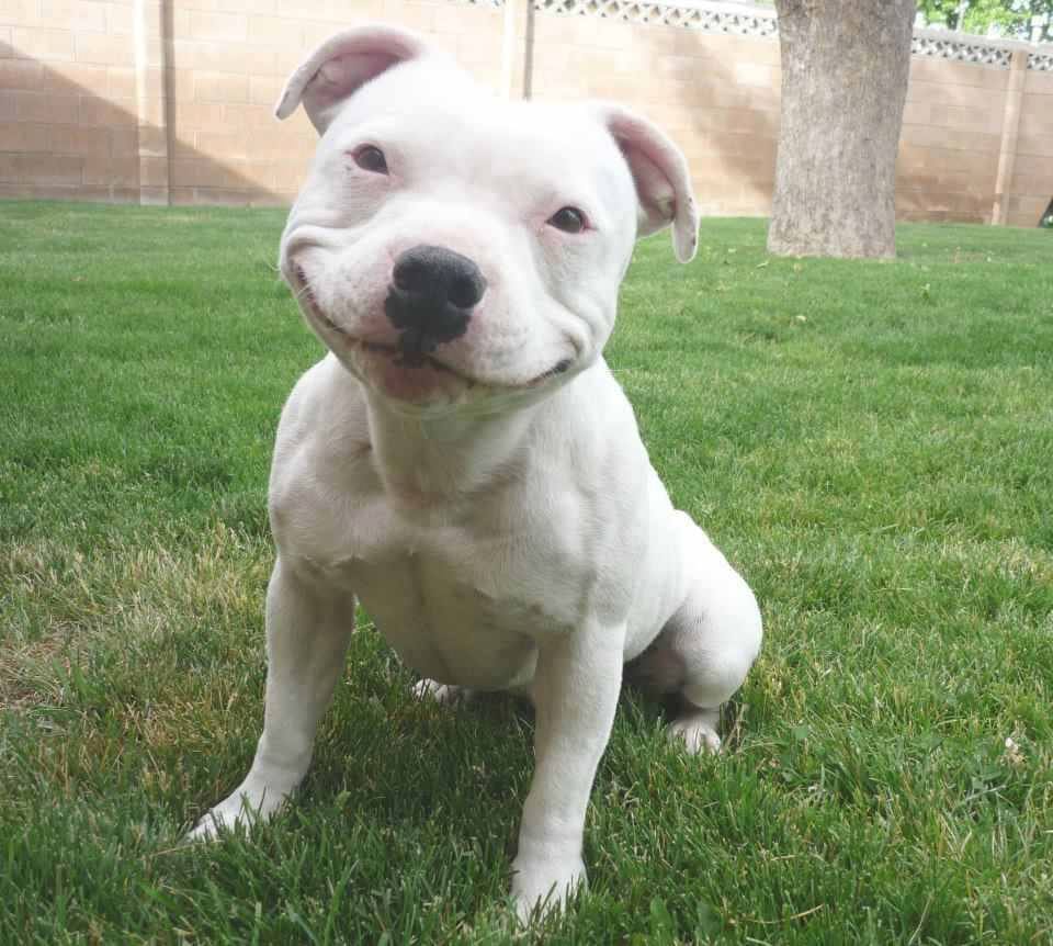34 Priceless Pictures Of Cute Smiling Dogs