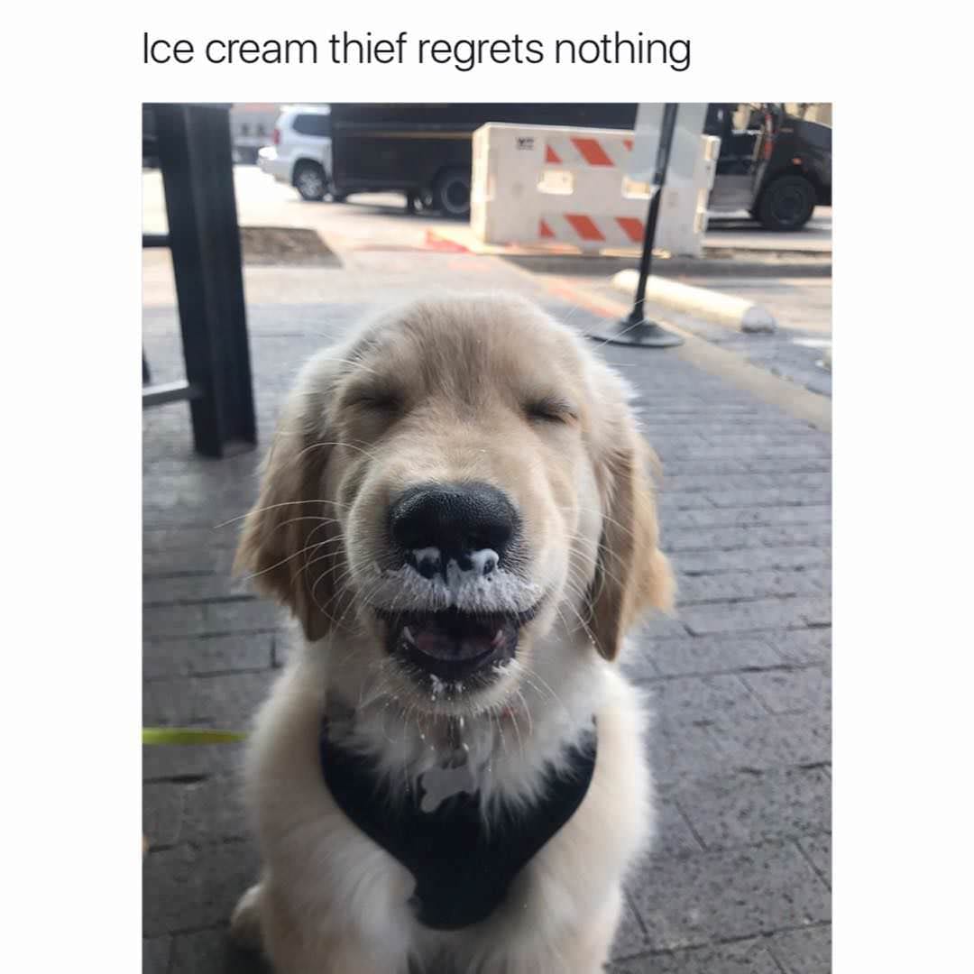 34 Priceless Pictures Of Cute Smiling Dogs
