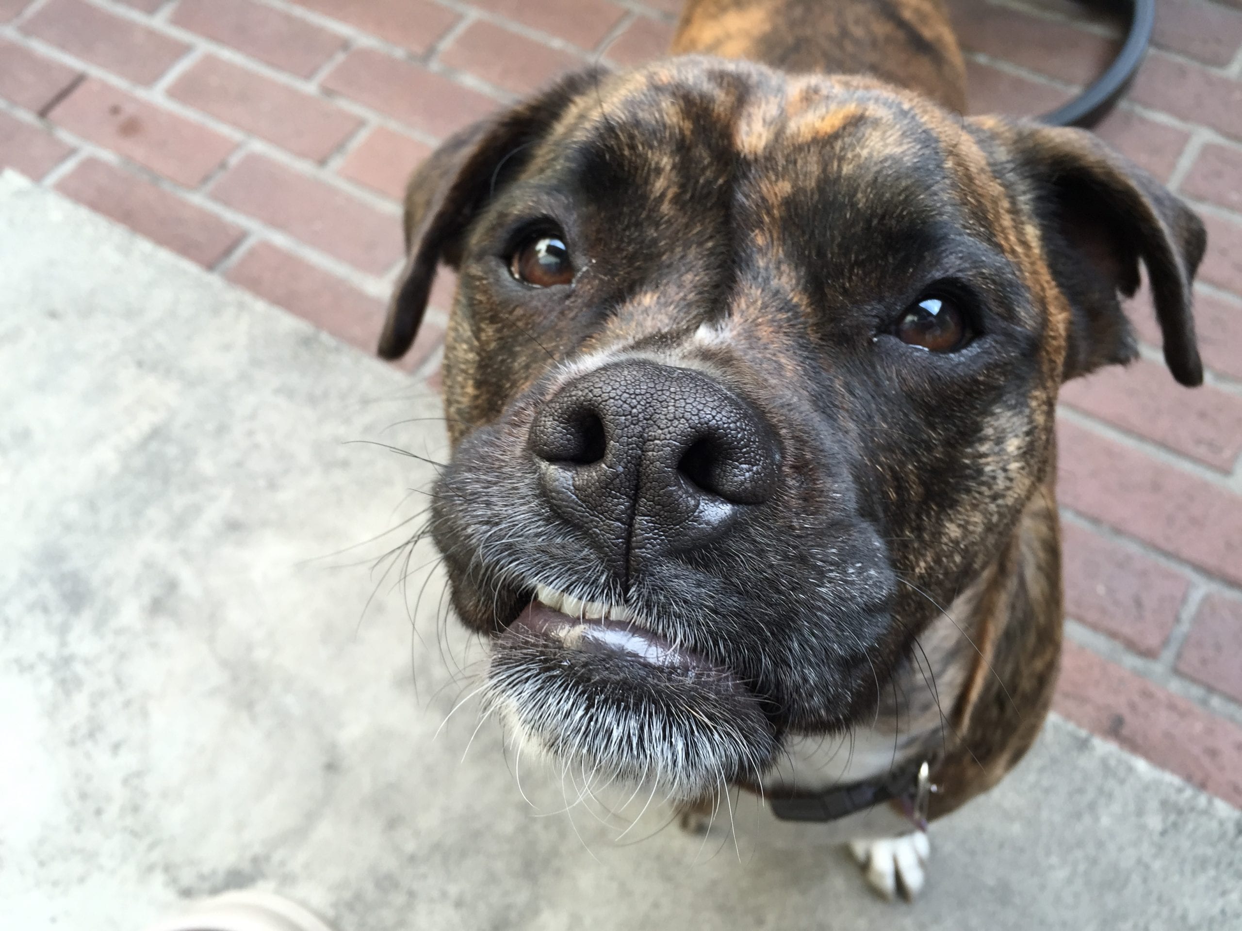 34 Priceless Pictures Of Cute Smiling Dogs