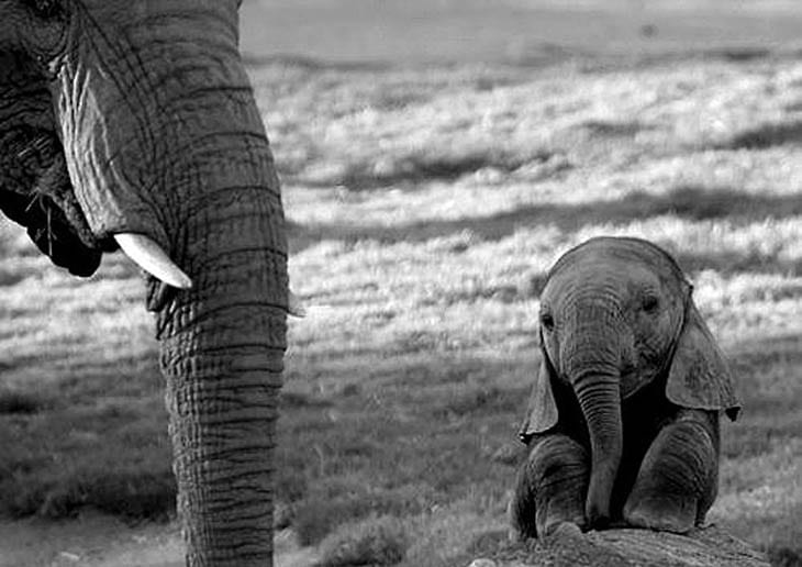30 Seriously Cute Baby Animal Pictures