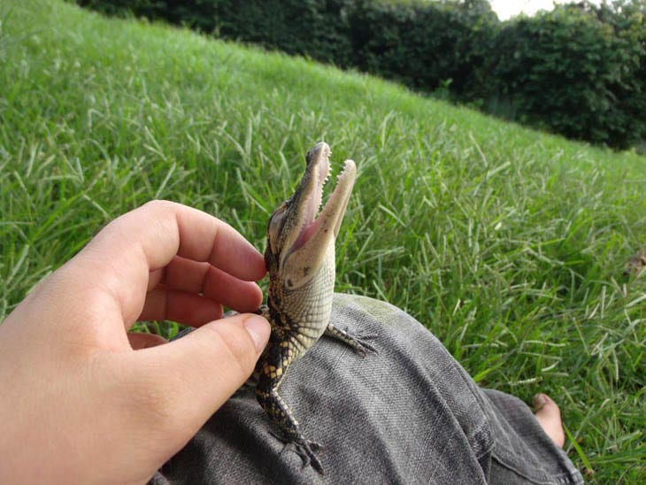 30 Seriously Cute Baby Animal Pictures