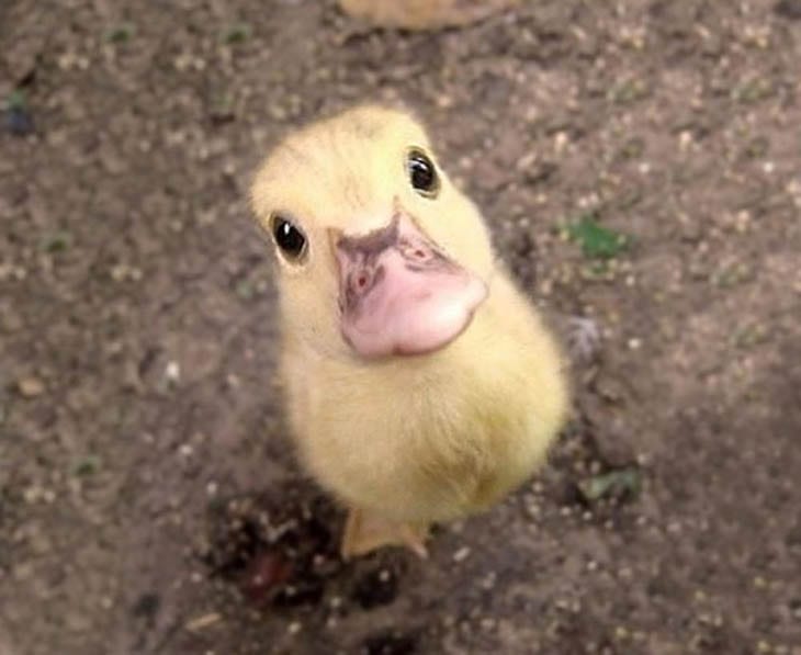 30 Seriously Cute Baby Animal Pictures