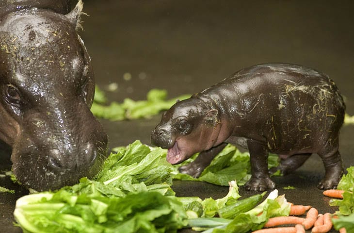 30 Seriously Cute Baby Animal Pictures
