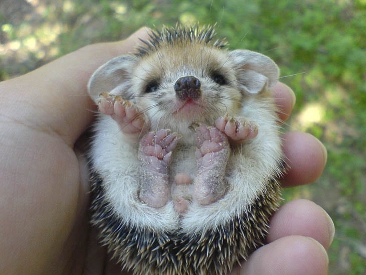 30 Seriously Cute Baby Animal Pictures