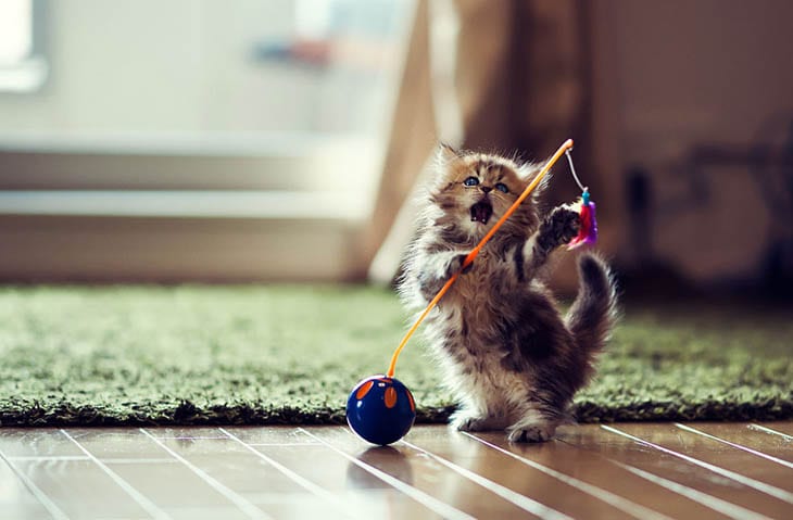 30 Seriously Cute Baby Animal Pictures