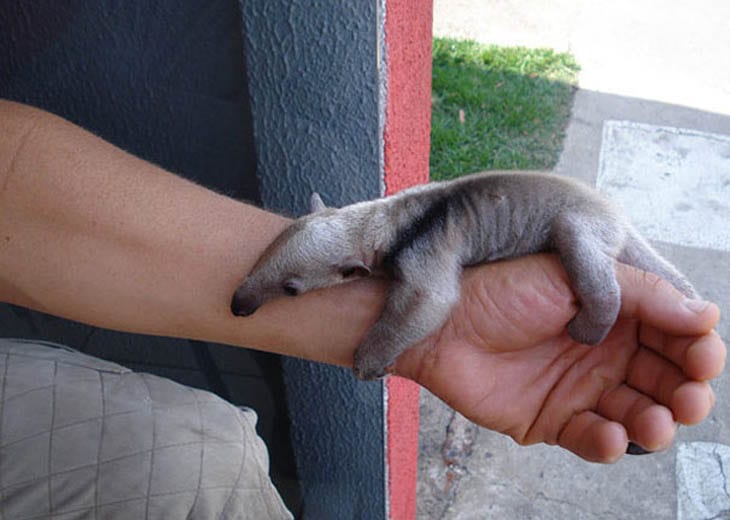 30 Seriously Cute Baby Animal Pictures