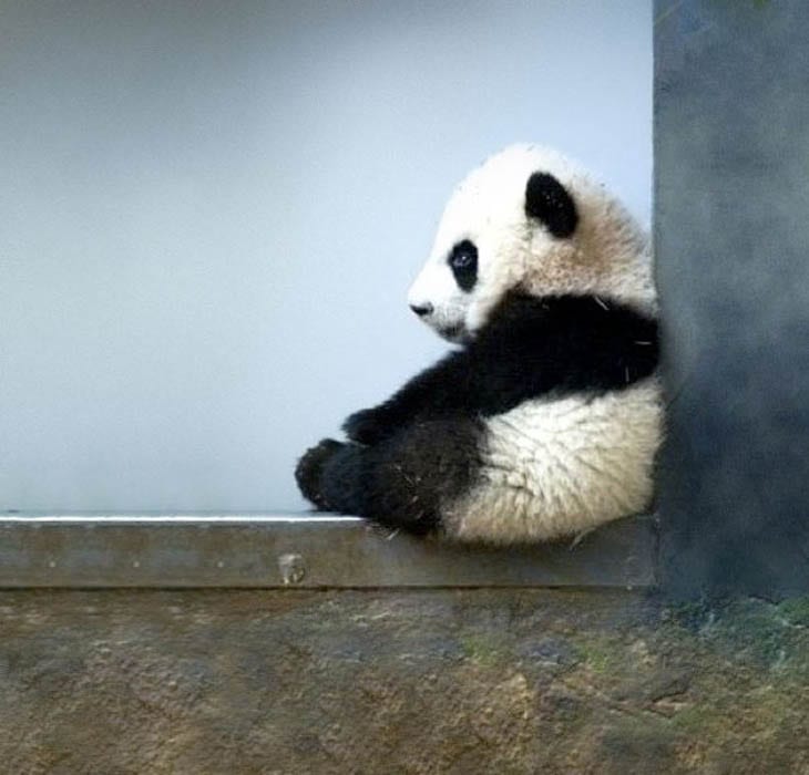 30 Seriously Cute Baby Animal Pictures