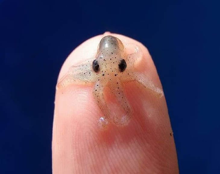 30 Seriously Cute Baby Animal Pictures