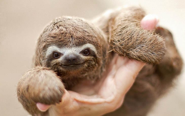 30 Seriously Cute Baby Animal Pictures
