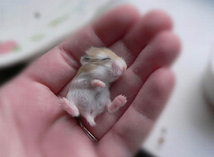30 Seriously Cute Baby Animal Pictures