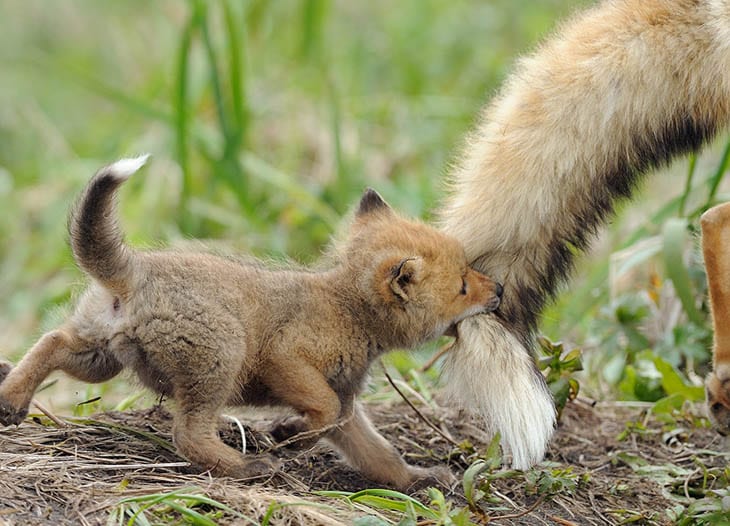 30 Seriously Cute Baby Animal Pictures