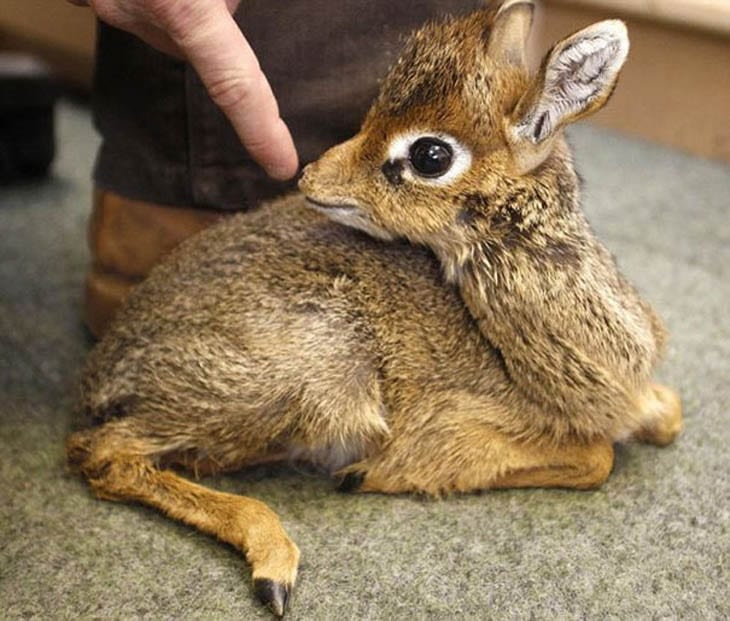 30 Seriously Cute Baby Animal Pictures