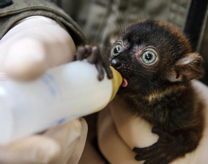 30 Seriously Cute Baby Animal Pictures