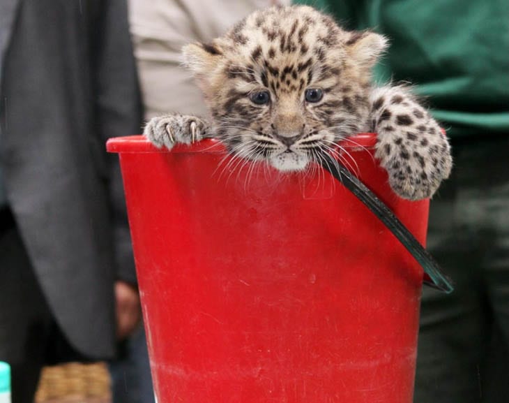 30 Seriously Cute Baby Animal Pictures