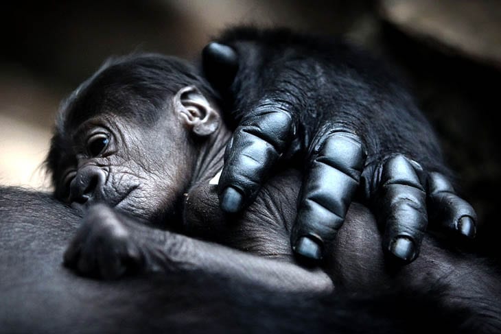 30 Seriously Cute Baby Animal Pictures