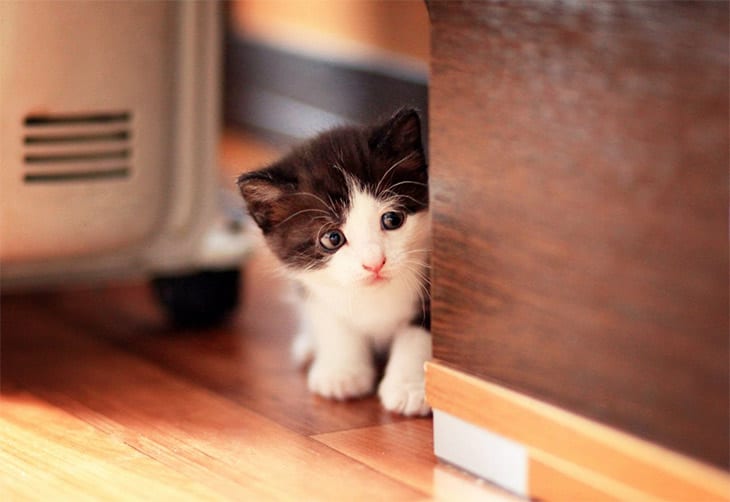 30 Seriously Cute Baby Animal Pictures