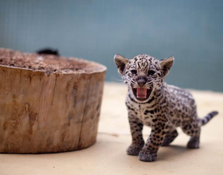 30 Seriously Cute Baby Animal Pictures