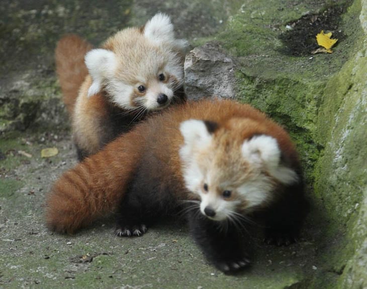 30 Seriously Cute Baby Animal Pictures