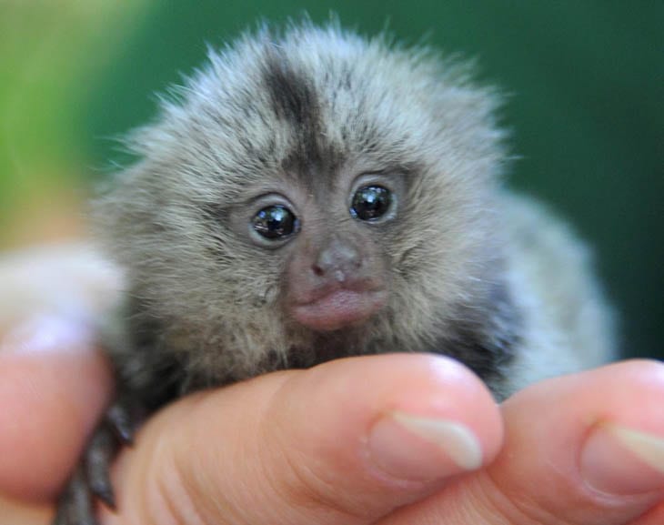 30 Seriously Cute Baby Animal Pictures