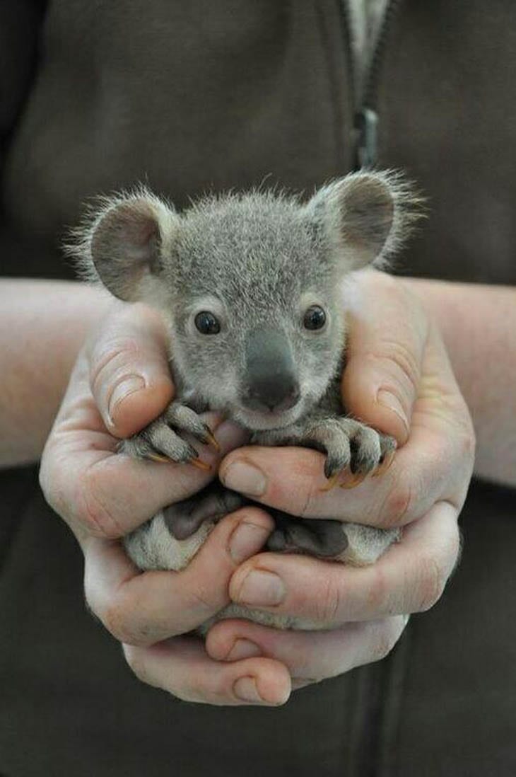 30 Seriously Cute Baby Animal Pictures