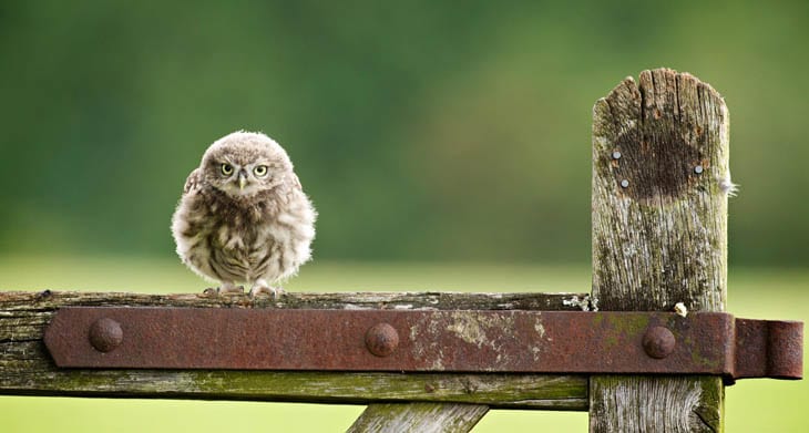 30 Seriously Cute Baby Animal Pictures