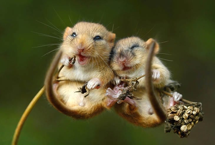 30 Seriously Cute Baby Animal Pictures