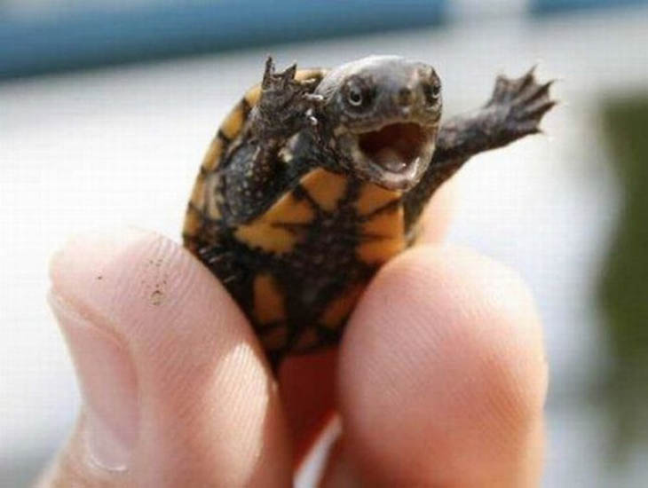 30 Seriously Cute Baby Animal Pictures