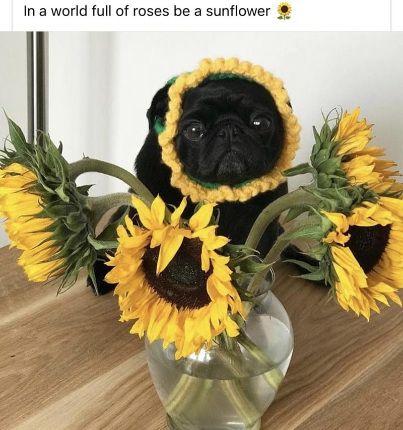 30 Magical Wholesome Memes You Must See