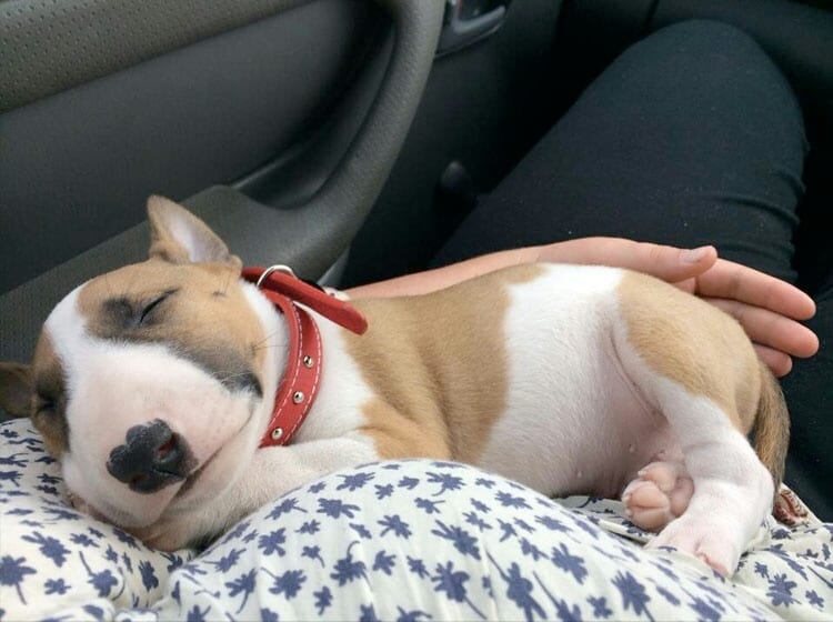 34 Priceless Pictures Of Cute Smiling Dogs