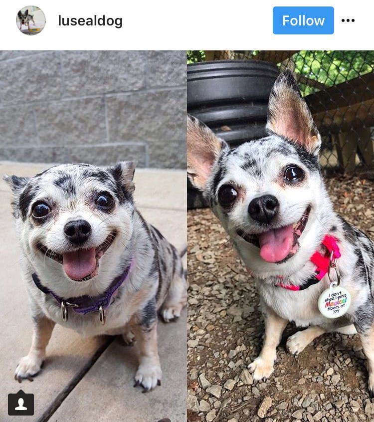 34 Priceless Pictures Of Cute Smiling Dogs