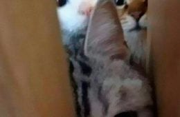 30 Adorable Cat Memes For You To Enjoy