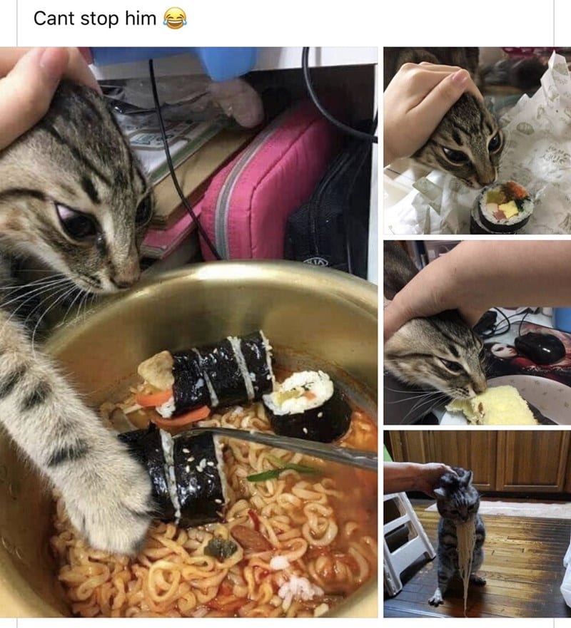 31 Absolutely Funny Animal Memes&Nbsp;