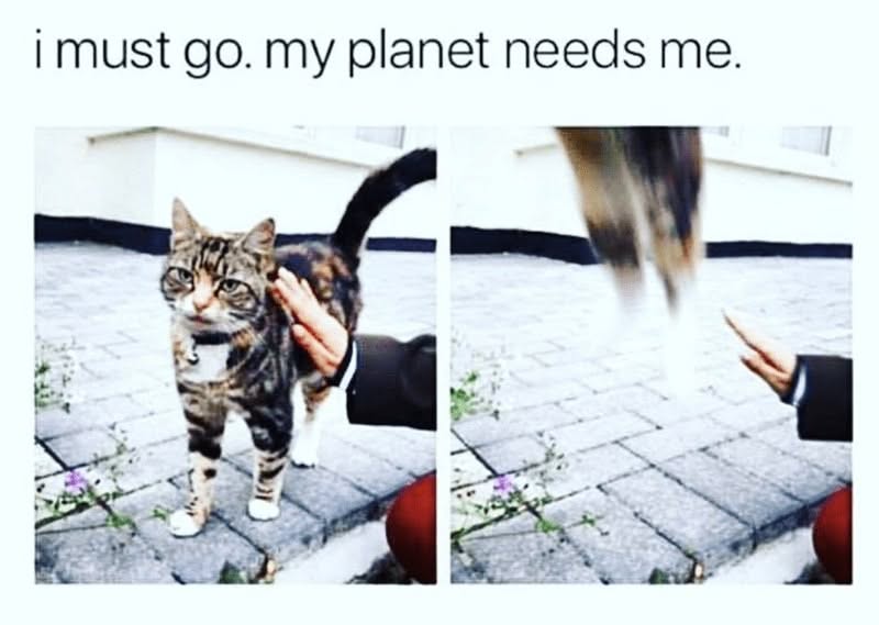 30 Excellent Cat Memes For All The Cat Lovers