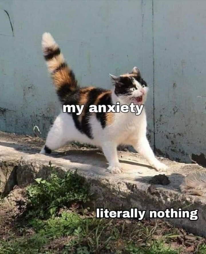 30 Excellent Cat Memes For All The Cat Lovers