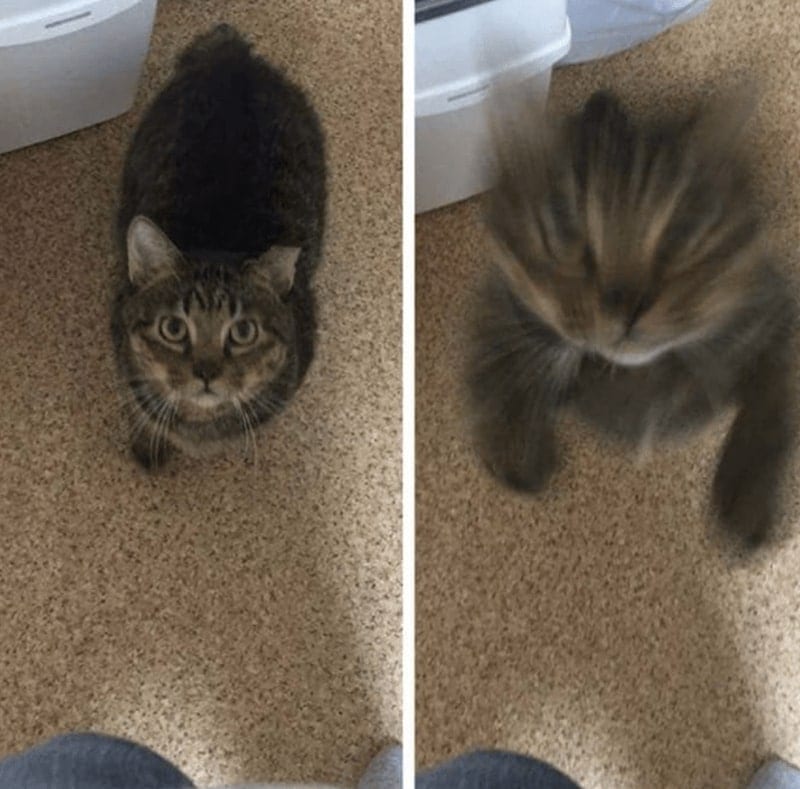 30 Excellent Cat Memes For All The Cat Lovers