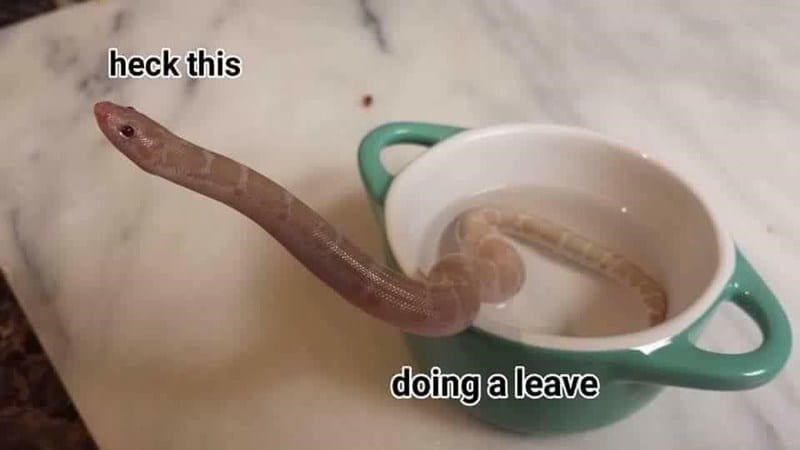 31 Absolutely Funny Animal Memes&Nbsp;