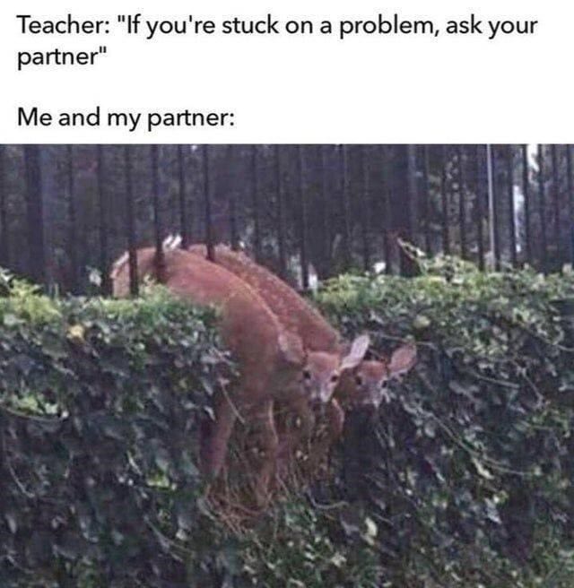 31 Absolutely Funny Animal Memes&Nbsp;