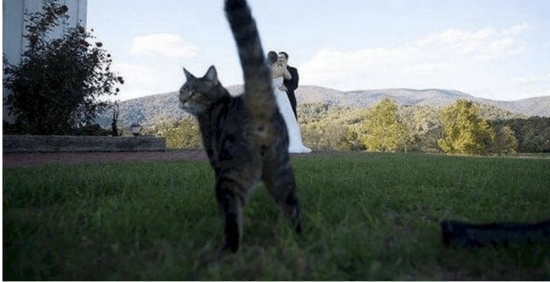 31 Epic Wedding Day Fails That Are Almost Sad To See