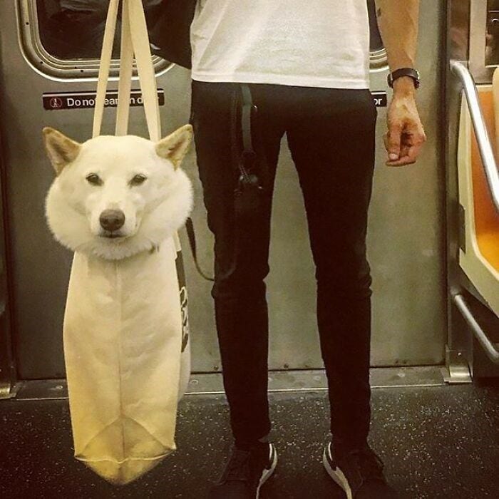30 Unbelievably Cute Dogs Living Their Best Lives In Bags
