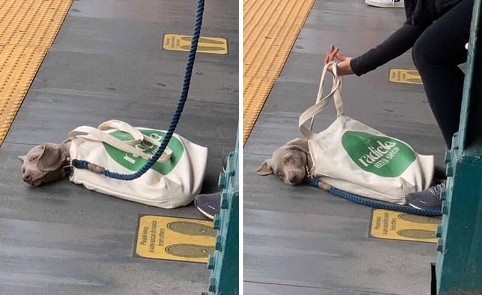 30 Unbelievably Cute Dogs Living Their Best Lives In Bags
